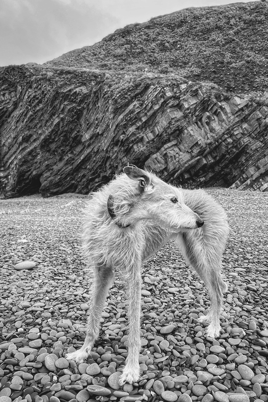 dearhound